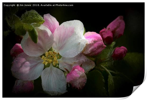 Artistic Apple Blossom Print by Jim Jones