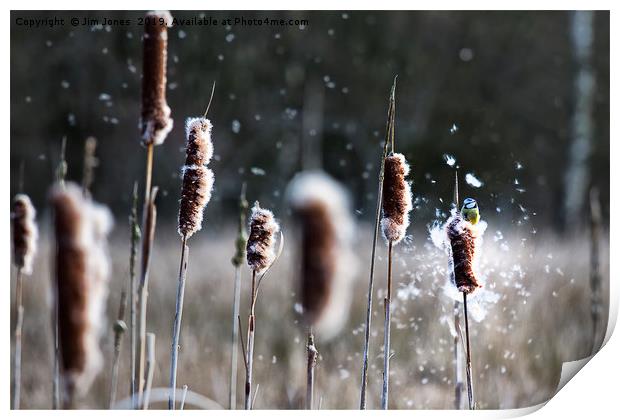 Blue Tit on Bulrushes Print by Jim Jones