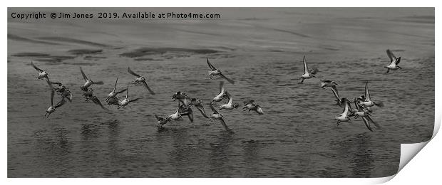 Small flock of Sanderlings in flight in B&W Print by Jim Jones