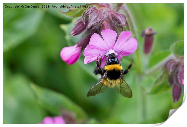 Wild Red Campion and Busy Bee Print by Jim Jones
