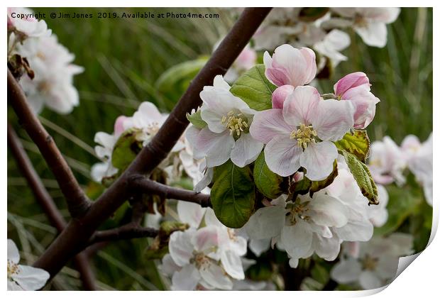 Apple Blossom time Print by Jim Jones