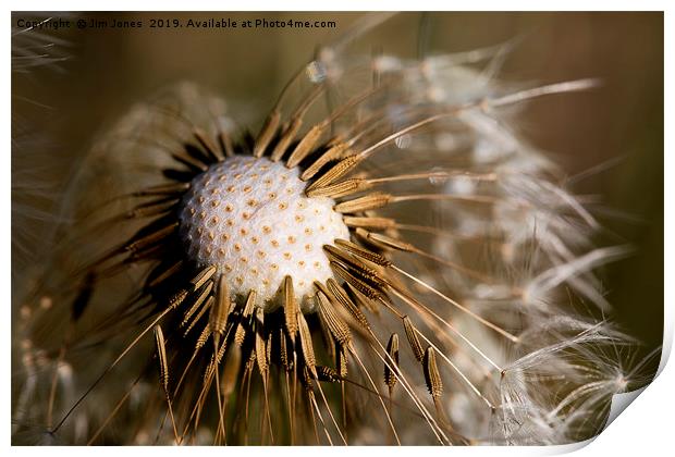 Dandelion seeds and their parachutes (3) Print by Jim Jones