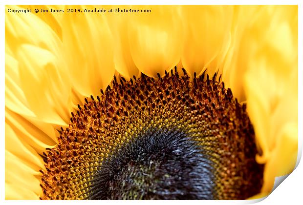 Bright and Colourful Sunflower Print by Jim Jones