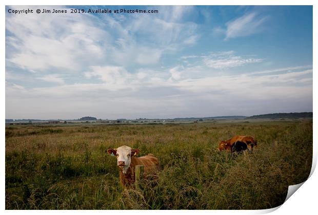 Contented Cows in Flower Meadow Print by Jim Jones