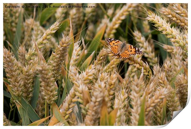 Butterfly among the Wheat. Print by Jim Jones