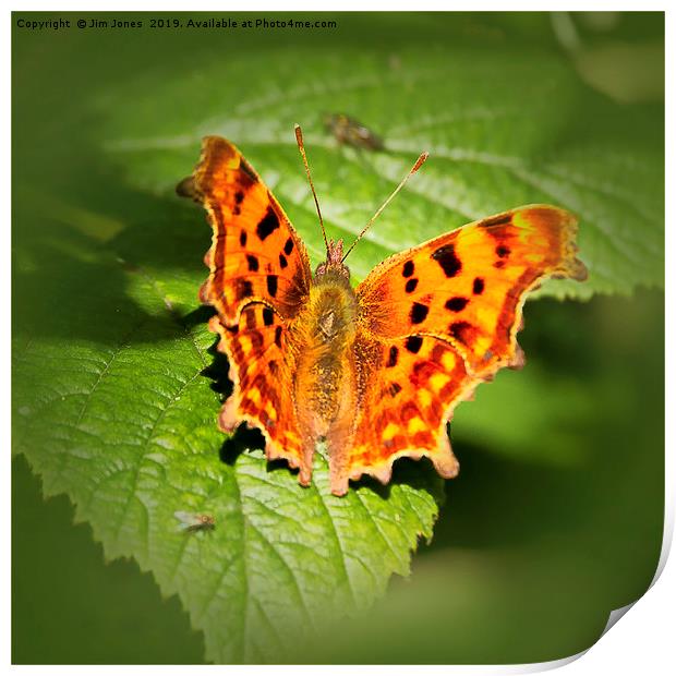 Comma Butterfly Resting Print by Jim Jones