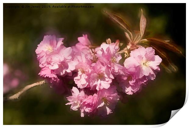 Artistic Cherry Blossom Print by Jim Jones