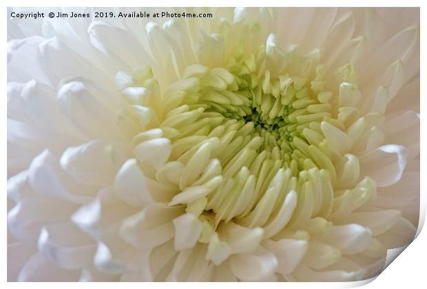 Full Frame Chrysanthemum Print by Jim Jones