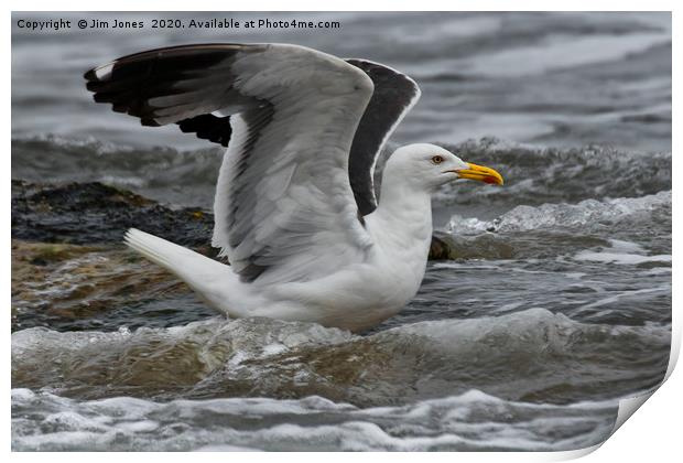 Stretching Seagull Print by Jim Jones