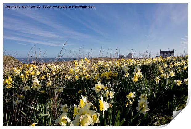 Spring Flowers at Seaton Sluice Harbour Print by Jim Jones