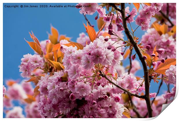 Pink Cherry Blossom against a Blue Sky Print by Jim Jones