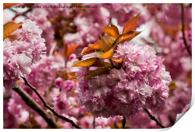 Pink blossom and Copper leaves Print by Jim Jones