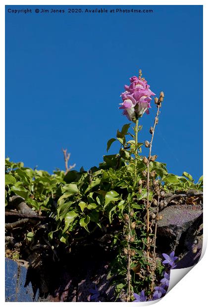 Wild Flower and Deep Blue Sky Print by Jim Jones