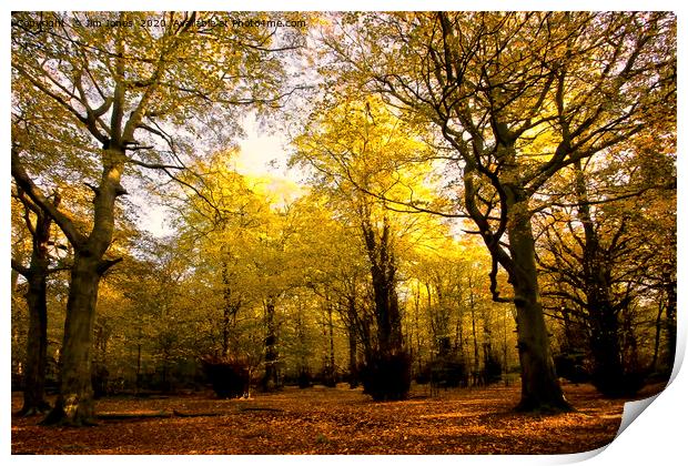 High Gosforth Park in Autumn Sunshine Print by Jim Jones