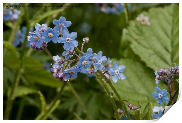 Forget-me-not ; A reminder of Spring Print by Jim Jones