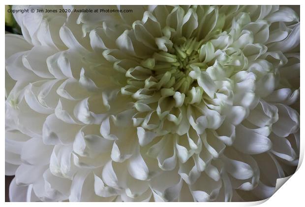 Classic Chrysanthemum Print by Jim Jones