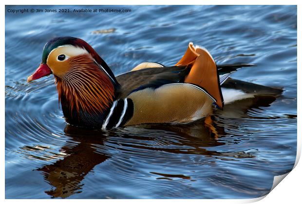 Mandarin Duck reflected in clear blue water Print by Jim Jones