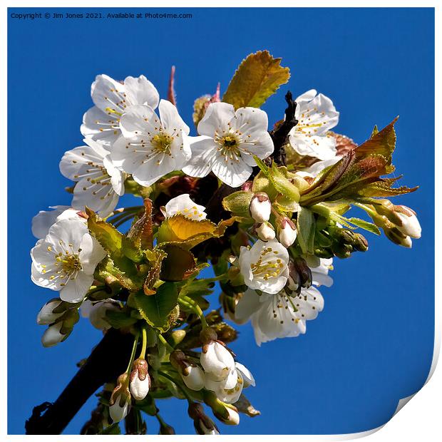 Apple Blossom Time Print by Jim Jones