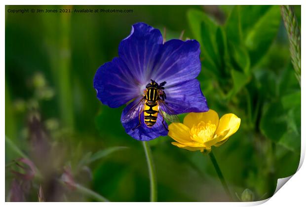 Cranesbill, buttercup and hoverfly Print by Jim Jones