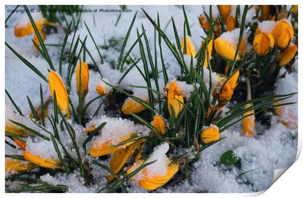 Yellow crocuses covered in snow. Print by Jim Jones