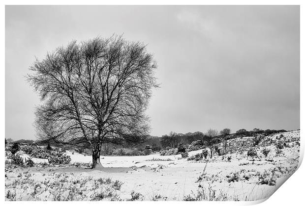 New Forest in the snow Print by Ian Jones