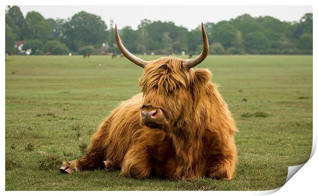 Highland Cow Print by Ian Jones