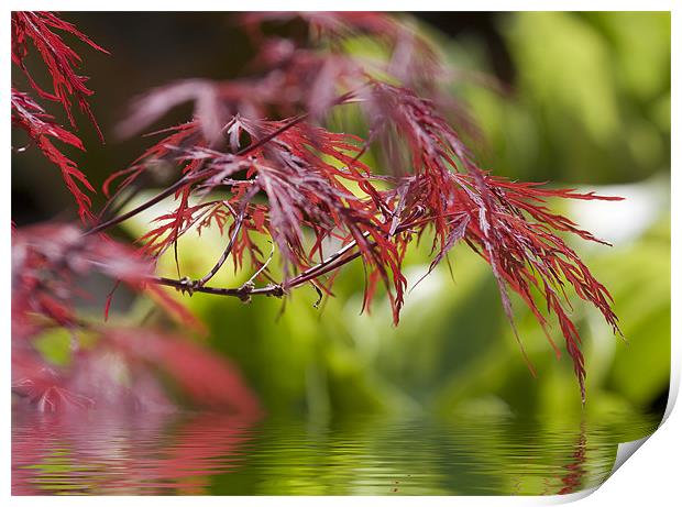 Acer over water Print by Richard  Fox