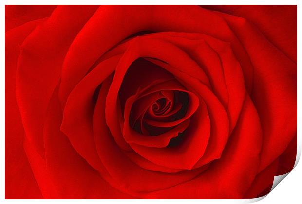 Vibrant Red Rose Print by Richard  Fox