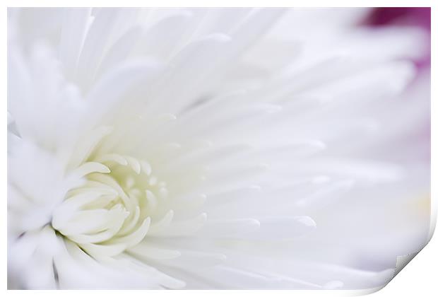 fresh white chrysanthemum Print by Richard  Fox