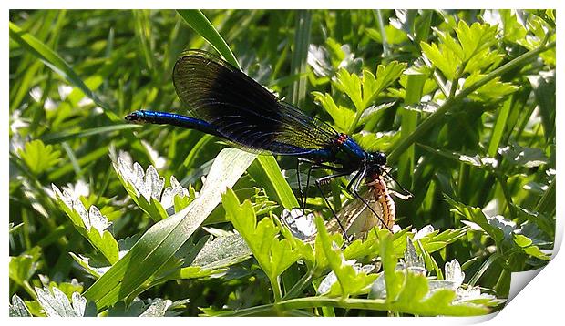 stunning dragonfly feeding. Print by lee burns