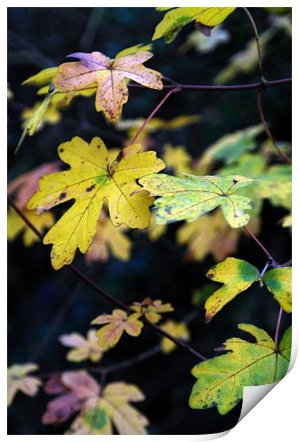 Autumns Colours Print by Gemma Page