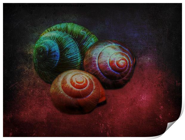 Shells Print by Kim Slater