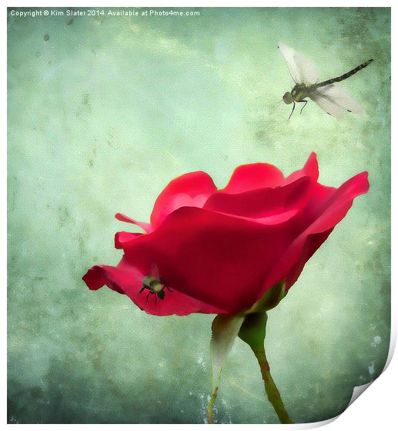 The Rose and the Drangonfly Print by Kim Slater