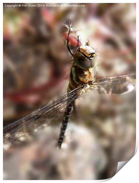  Migrant Hawker Dragonfly Print by Kim Slater