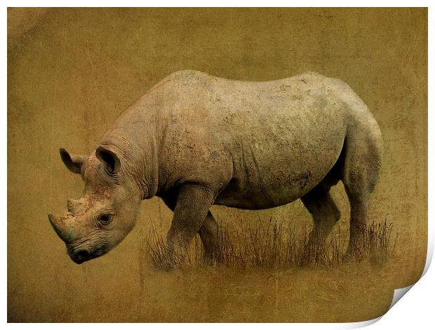  Black Rhino Print by Kim Slater