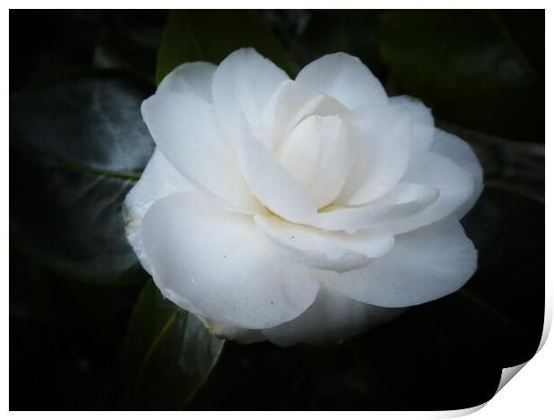 Camellia’s first bloom Print by Kim Slater