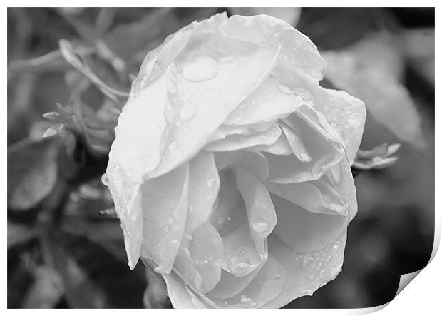 Rained rose Print by tim  barker