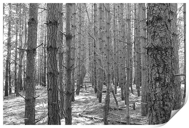 black and white woods Print by tim  barker