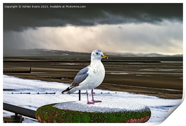 Herring Gull In The Snow Print by Adrian Evans