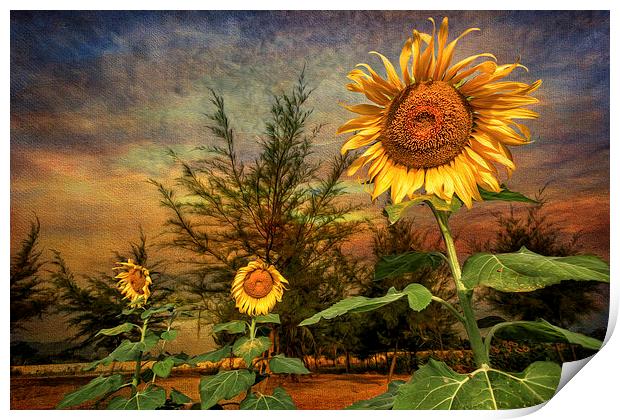 Three Sunflowers Print by Adrian Evans