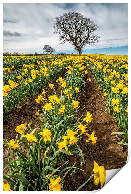 Rows of Daffodils Print by Adrian Evans