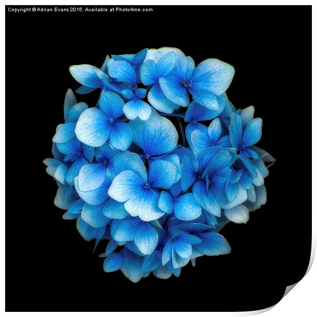 Blue Hydrangea Flower Print by Adrian Evans