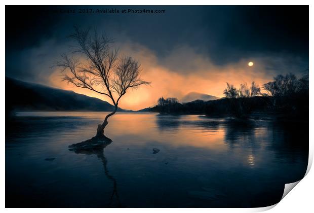 Lone Tree Llanberis Snowdonia Print by Adrian Evans