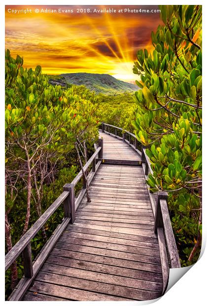 Mangrove Forest Sunset Print by Adrian Evans