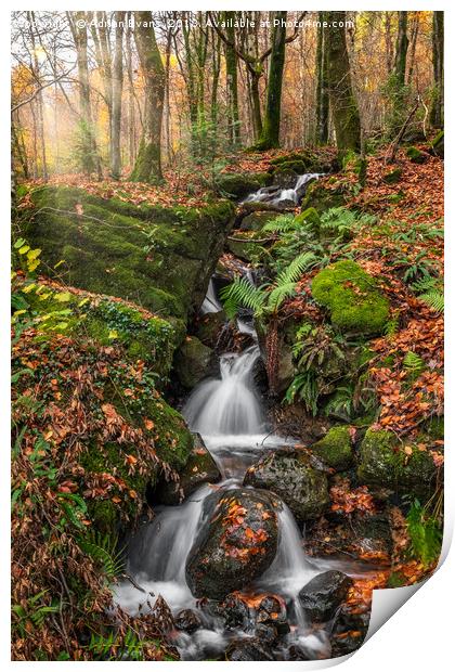 Autumn Forest Stream Print by Adrian Evans