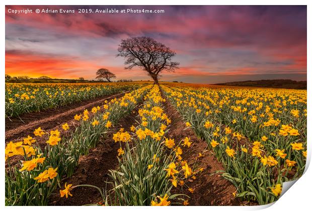Field of Daffodils Sunset Print by Adrian Evans