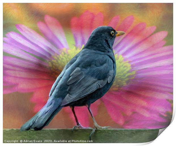 Blackbird And A Flower Art Print by Adrian Evans