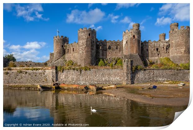 Conwy Castle Swan Wales  Print by Adrian Evans
