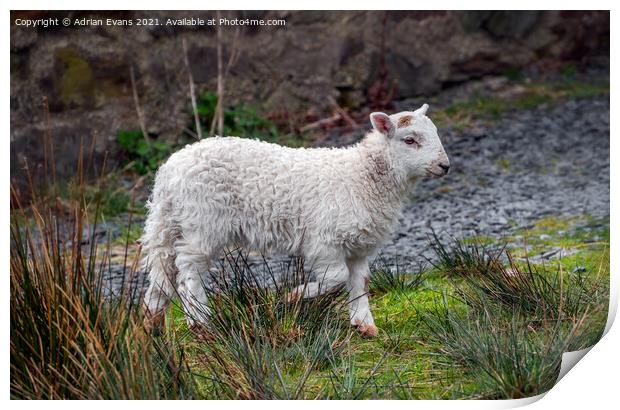 Welsh lamb Print by Adrian Evans
