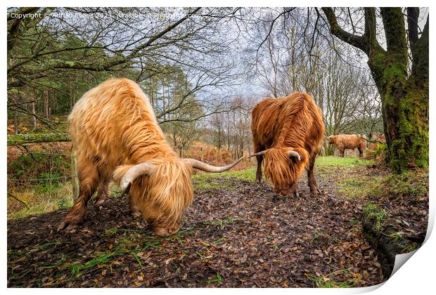 Highland Cows Print by Adrian Evans